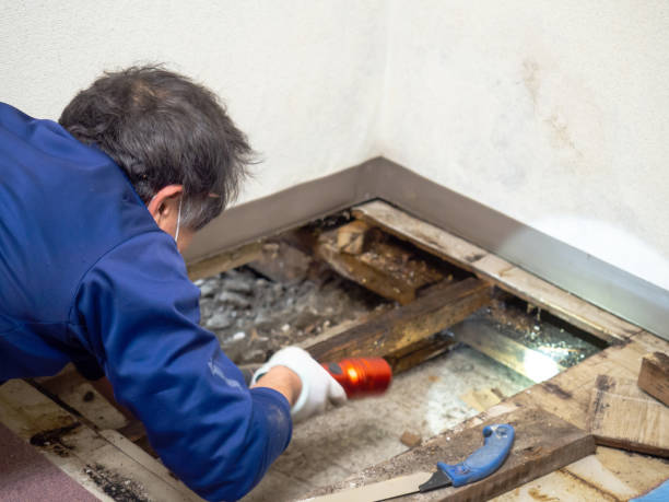 Best Residential Mold Removal  in Fox Island, WA