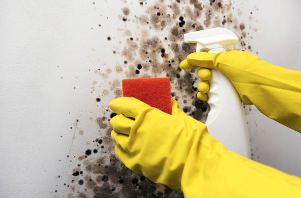 Best Black Mold Removal  in Fox Island, WA