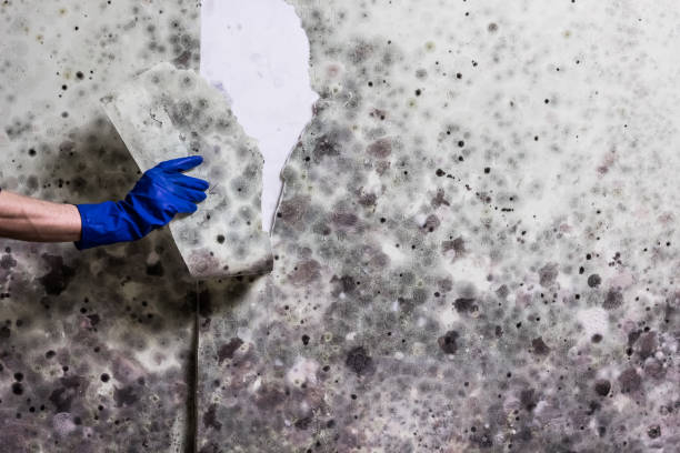 Best Mold Cleaning Services  in Fox Island, WA