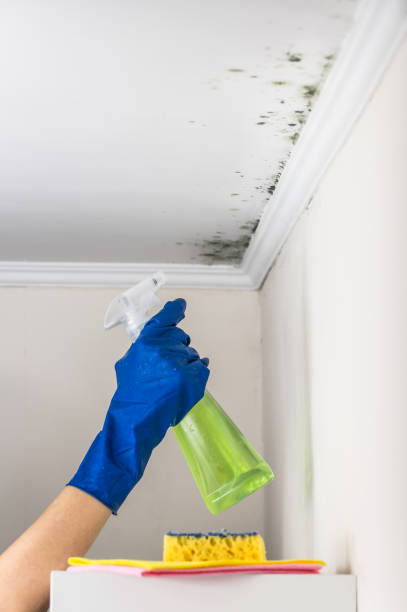 Mold Testing and Removal in Fox Island, WA