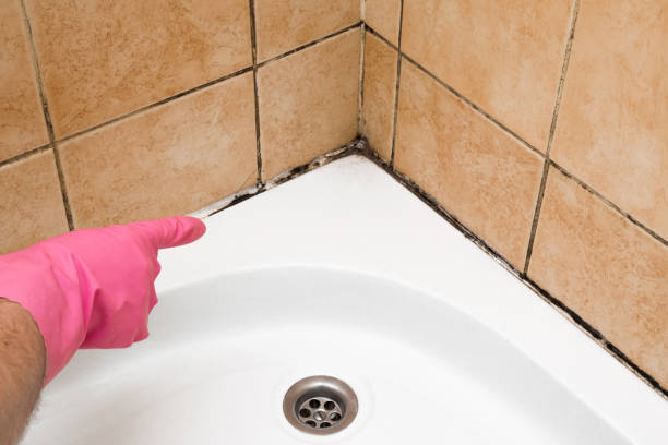 Best Fast Mold Removal  in Fox Island, WA